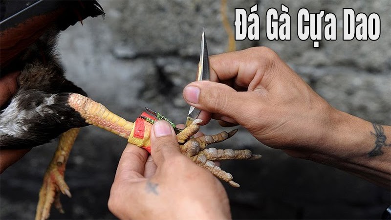 Đá gà quốc tế cựa dao Đá gà quốc tế cựa dao
